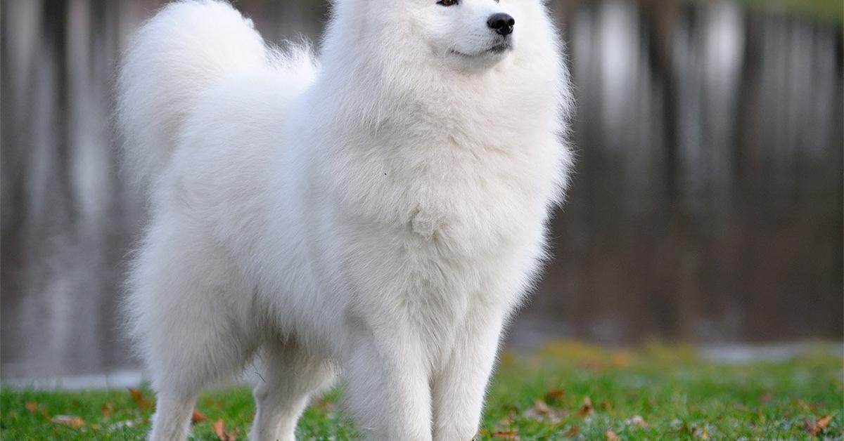 The majestic Samoyed, also called Samoyed in Indonesia, in its glory.