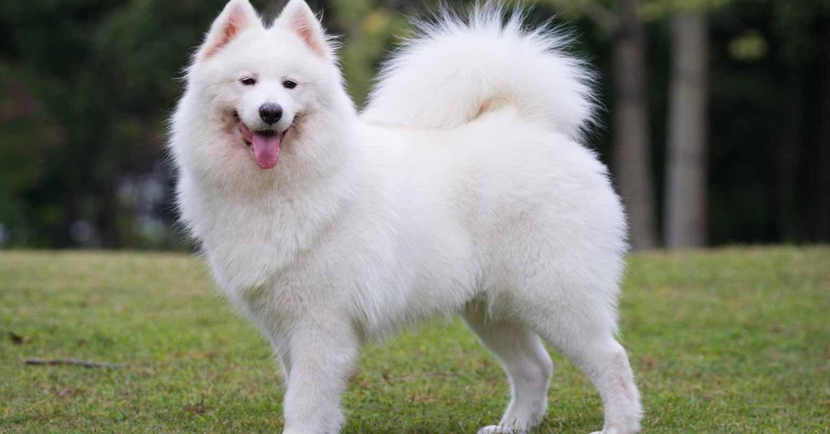 The alluring Samoyed, commonly referred to as Samoyed in Bahasa Indonesia.