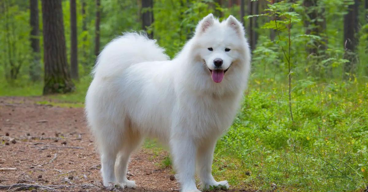 A look at the Samoyed, also recognized as Samoyed in Indonesian culture.