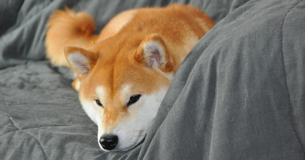 Photographic depiction of the unique Shiba Inu, locally called Shiba Inu.