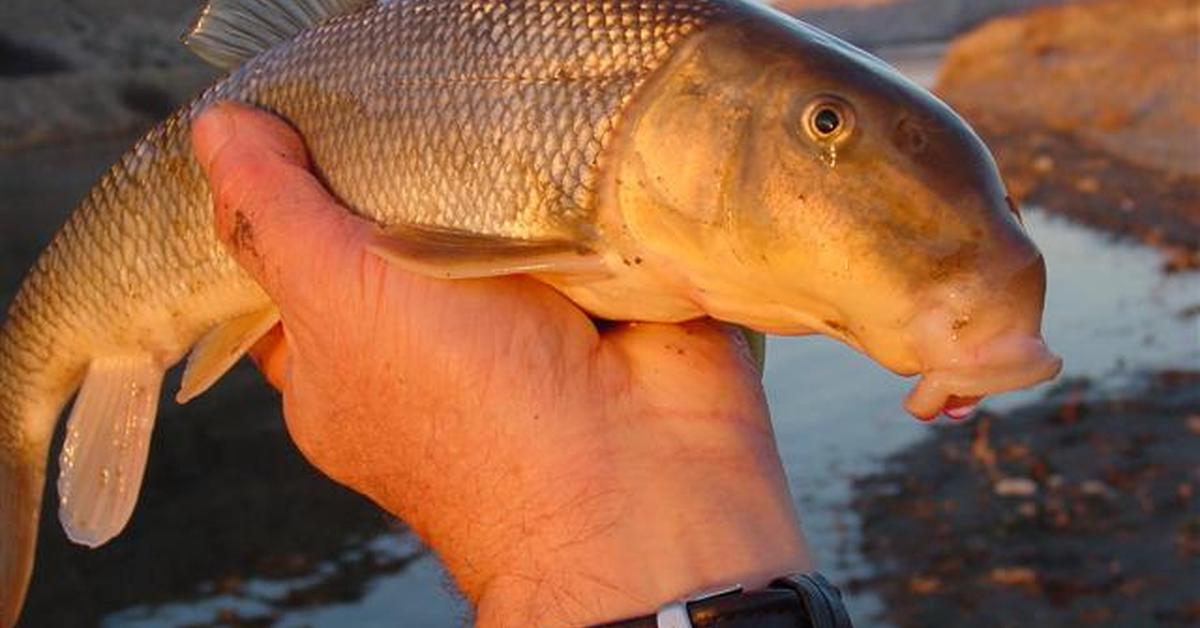 Captured elegance of the Suckerfish, known in Indonesia as Ikan Sucker.