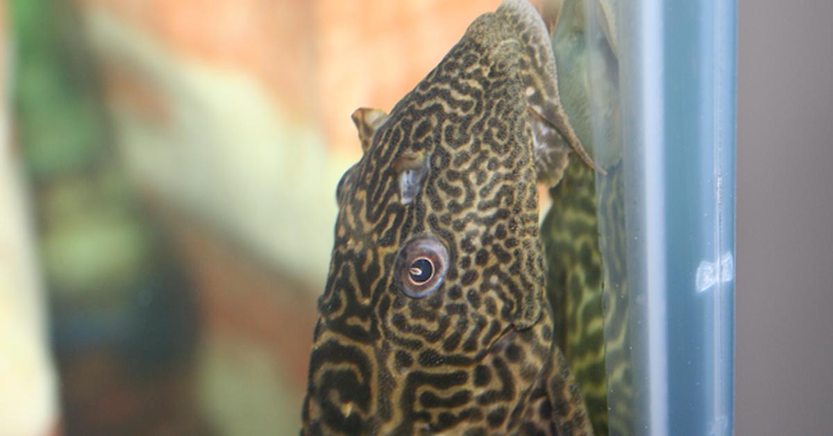 Elegant portrayal of the Suckerfish, also known as Catostomidae.