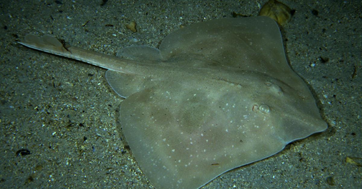 Photogenic Skate Fish, scientifically referred to as Rajidae.