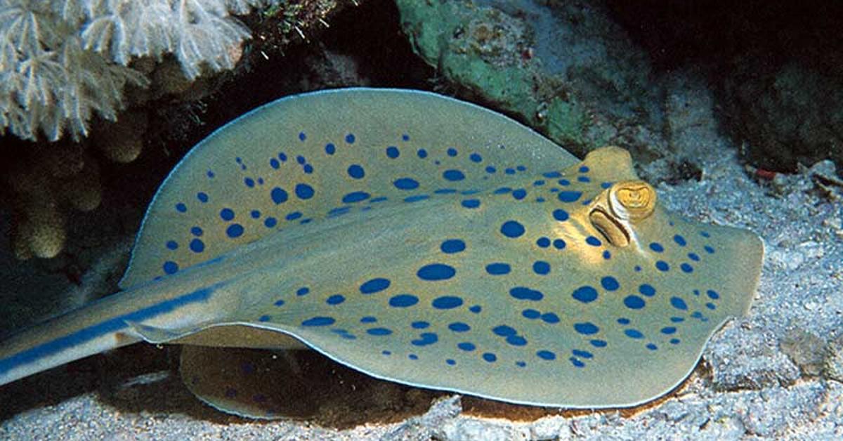 Dynamic image of the Skate Fish, popularly known in Indonesia as Ikan Papan Seluncur.