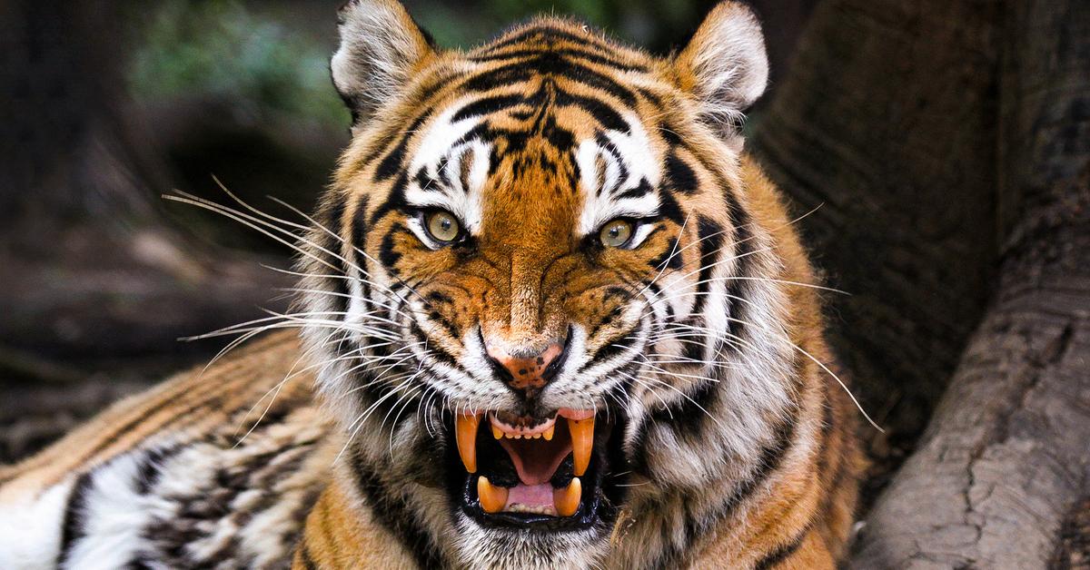 Image showcasing the Siberian Tiger, known in Indonesia as Harimau Siberia.