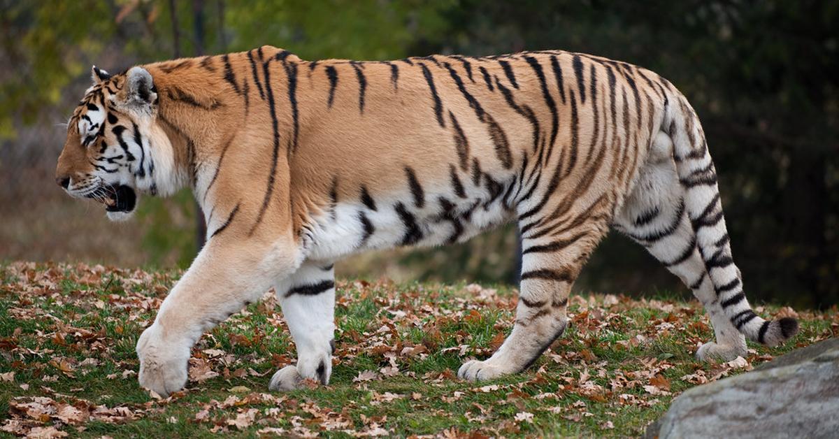 Stunning depiction of Siberian Tiger, also referred to as Panthera Tigris Altaica.