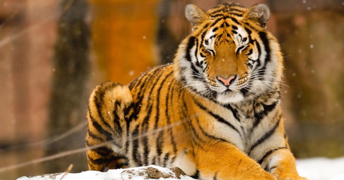 Captured beauty of the Siberian Tiger, or Panthera Tigris Altaica in the scientific world.