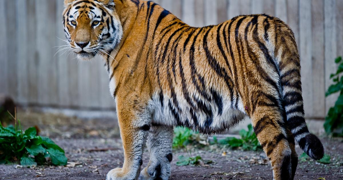 Photogenic Siberian Tiger, scientifically referred to as Panthera Tigris Altaica.