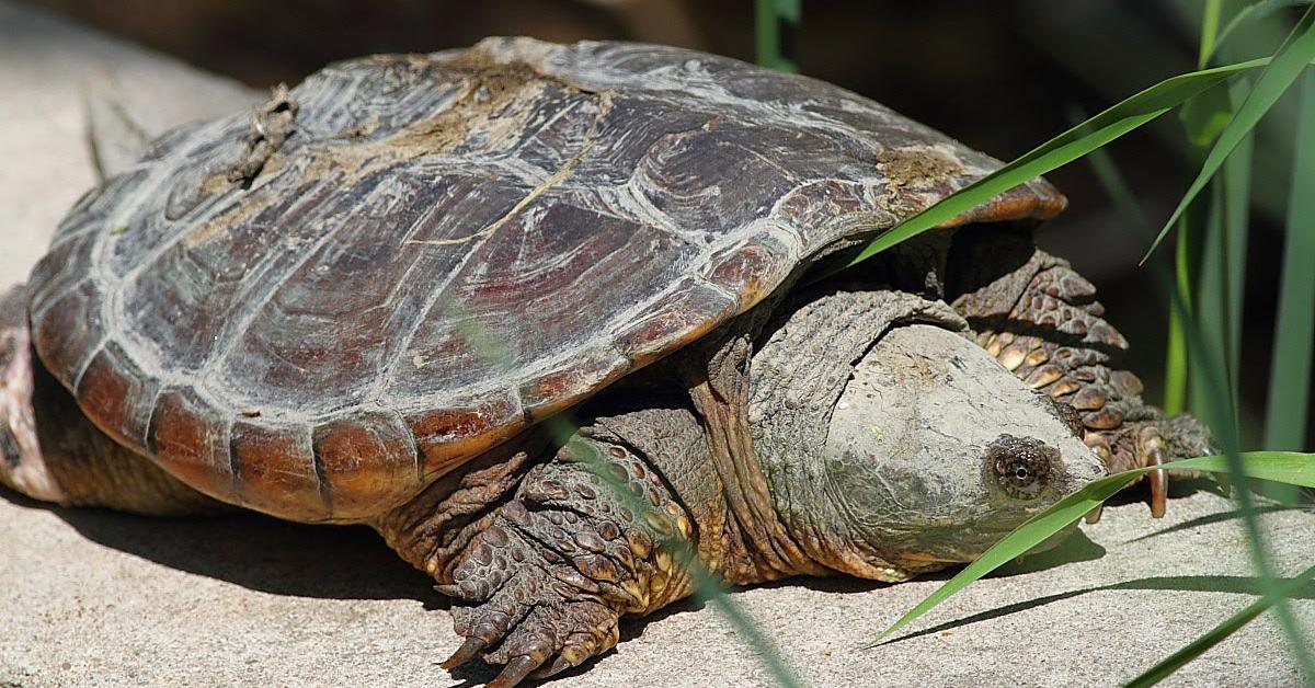 Captured elegance of the Snapping Turtle, known in Indonesia as Kura-kura Gigit.