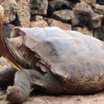 Splendid image of the Snapping Turtle, with the scientific name Chelydridae.