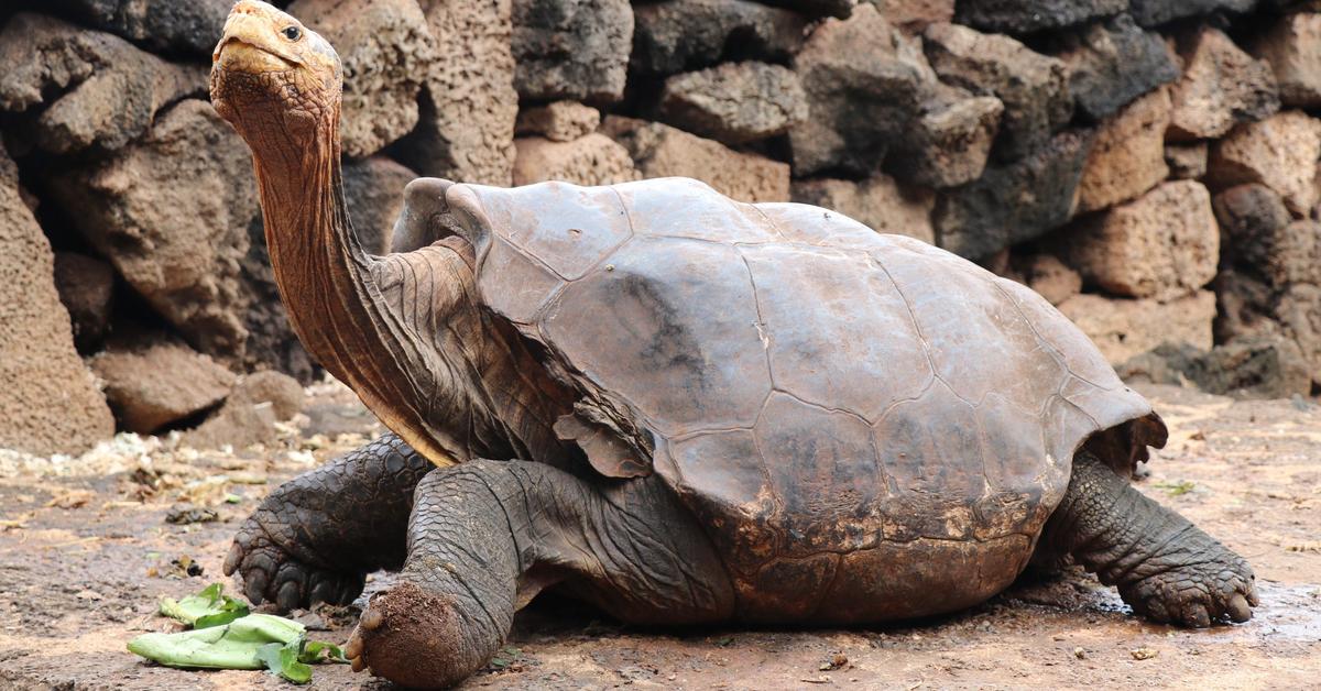 Elegant portrayal of the Snapping Turtle, also known as Chelydridae.