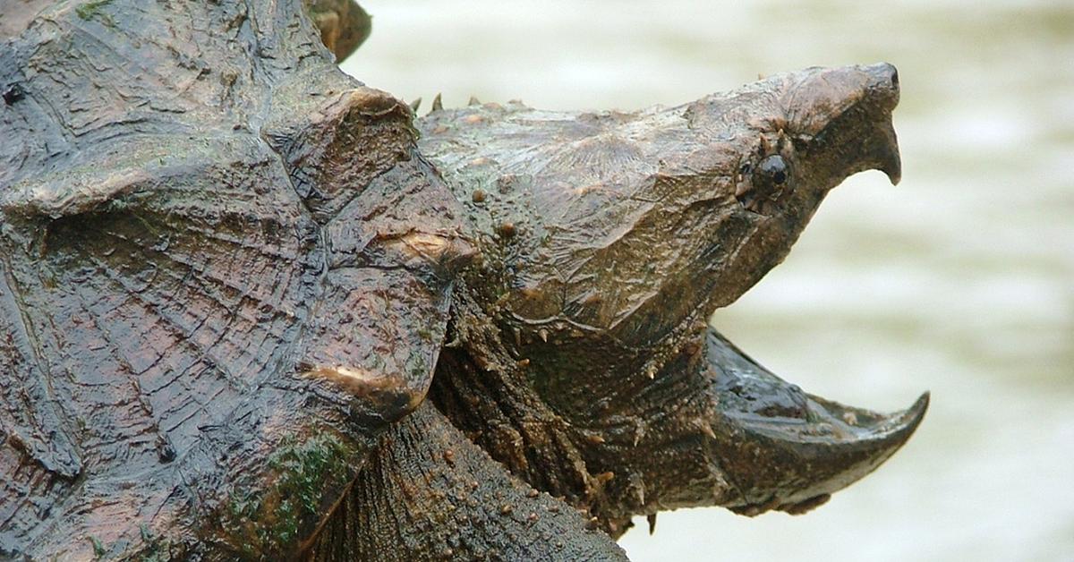 Detailed shot of the Snapping Turtle, or Chelydridae, in its natural setting.