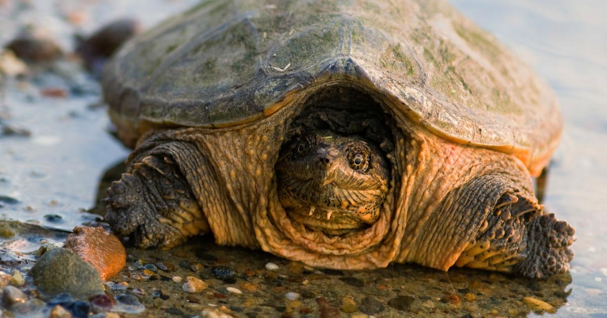 The remarkable Snapping Turtle (Chelydridae), a sight to behold.