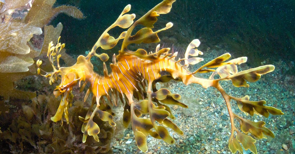 Captured beauty of the Sea Dragon, or Phycodurus eques in the scientific world.