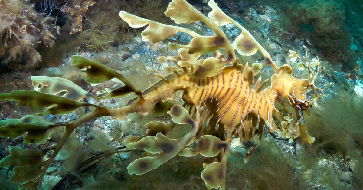 Picture of Sea Dragon, known in Indonesia as Naga Laut.