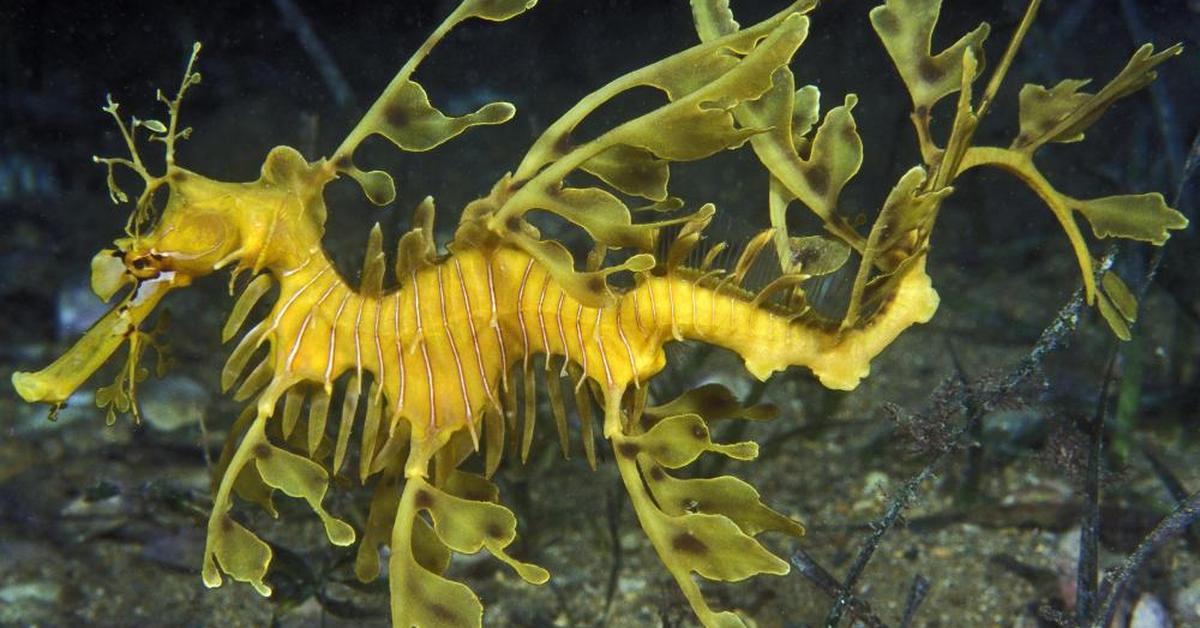 Glimpse of the Sea Dragon, known in the scientific community as Phycodurus eques.