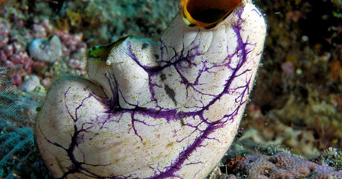 Vivid image of the Sea Squirt, or Ubur-ubur Laut in Indonesian context.