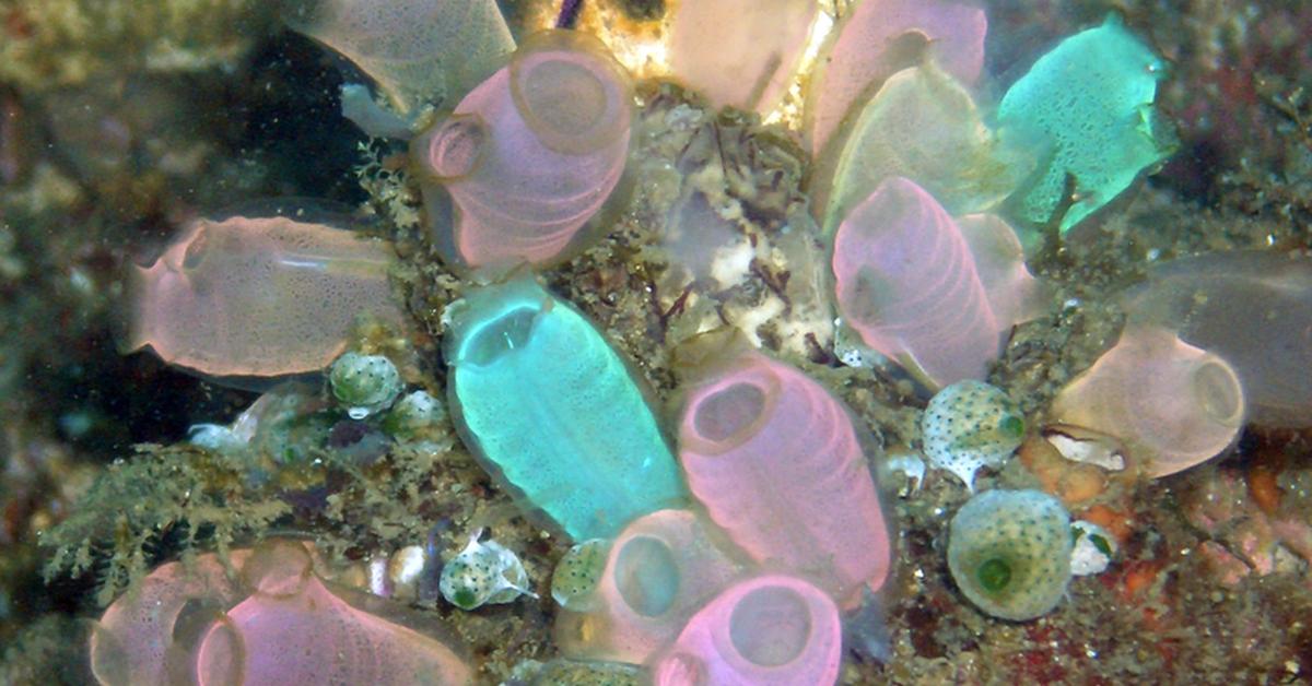 Captivating shot of the Sea Squirt, or Ubur-ubur Laut in Bahasa Indonesia.