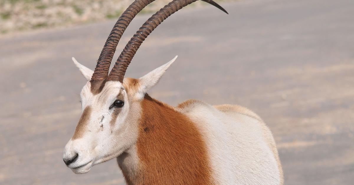 Image of the Scimitar-Horned Oryx (Oryx Dammah), popular in Indonesia as Oryx Bertanduk Scimitar.