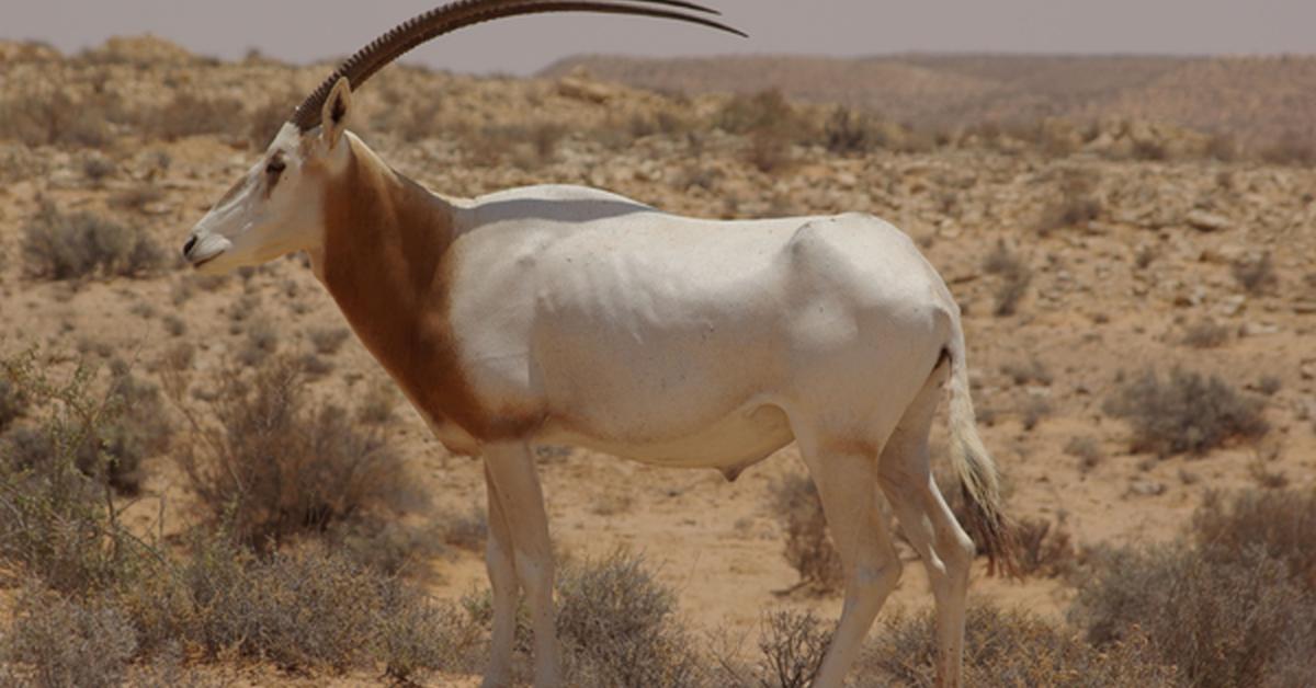 Vivid image of the Scimitar-Horned Oryx, or Oryx Bertanduk Scimitar in Indonesian context.