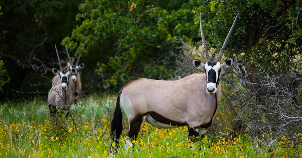 The Scimitar-Horned Oryx in its natural beauty, locally called Oryx Bertanduk Scimitar.