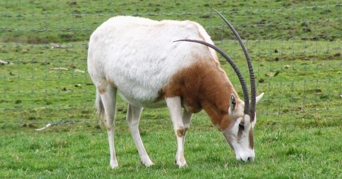 Insightful look at the Scimitar-Horned Oryx, known to Indonesians as Oryx Bertanduk Scimitar.