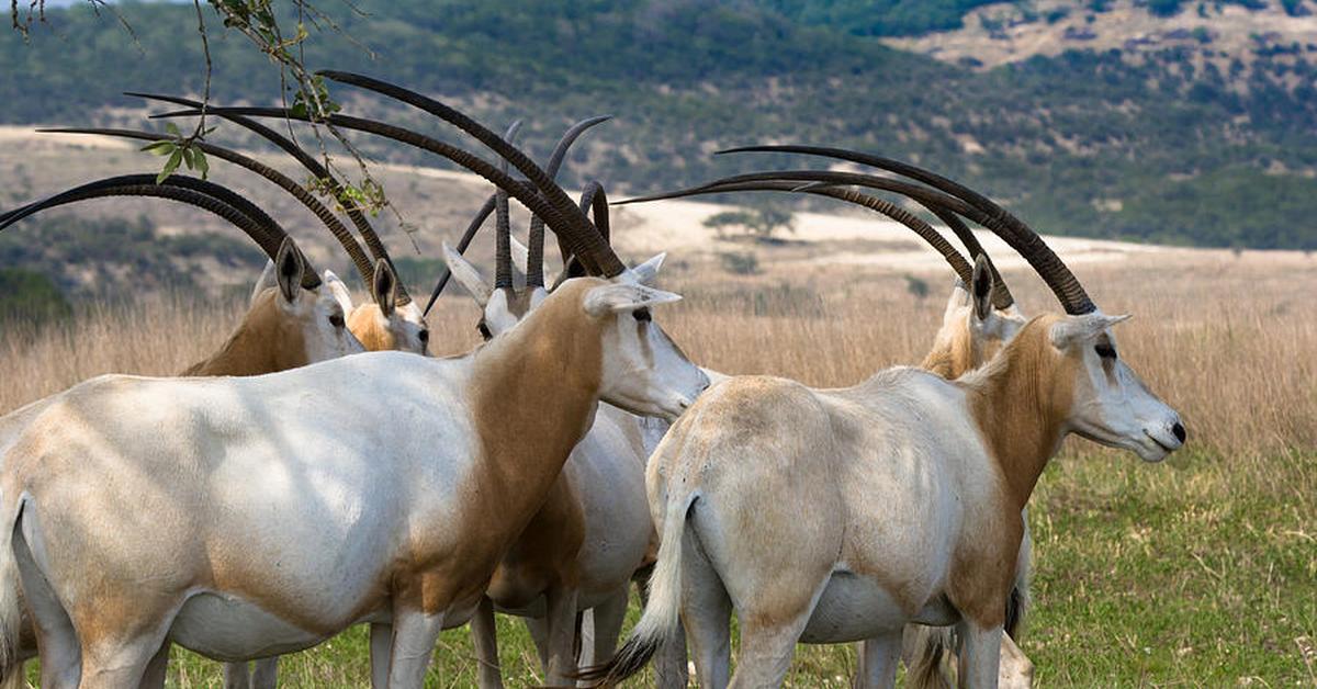 Photographic depiction of the unique Scimitar-Horned Oryx, locally called Oryx Bertanduk Scimitar.