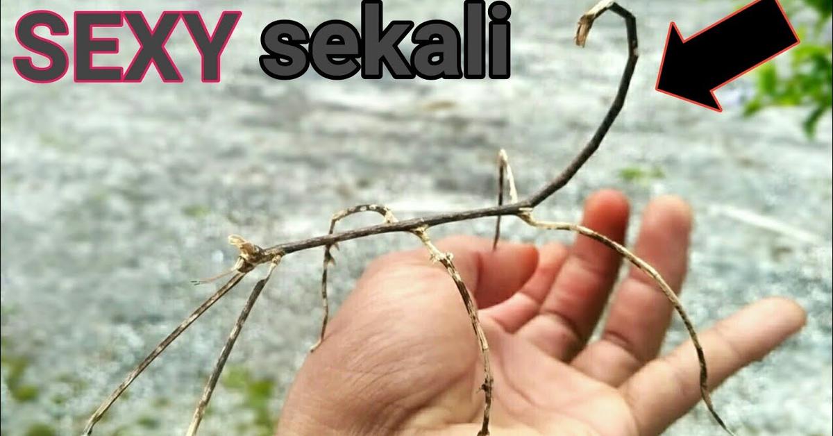 Image showcasing the Stick Insect, known in Indonesia as Serangga Kayu.