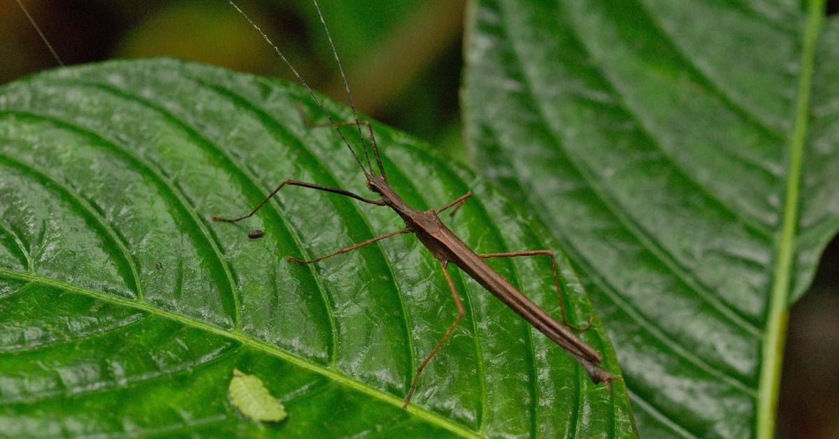 A beautiful representation of the Stick Insect, scientifically Phasmatodea.