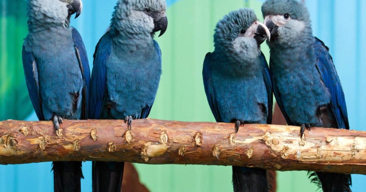 The Spixs Macaw in its natural beauty, locally called Burung Macaw Spixs.