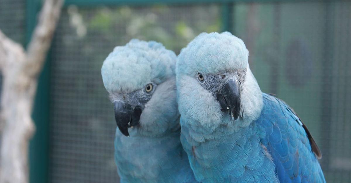 The remarkable Spixs Macaw (Cyanopsitta spixii), a sight to behold.