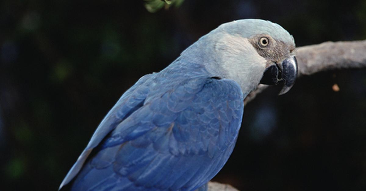 A beautiful representation of the Spixs Macaw, scientifically Cyanopsitta spixii.