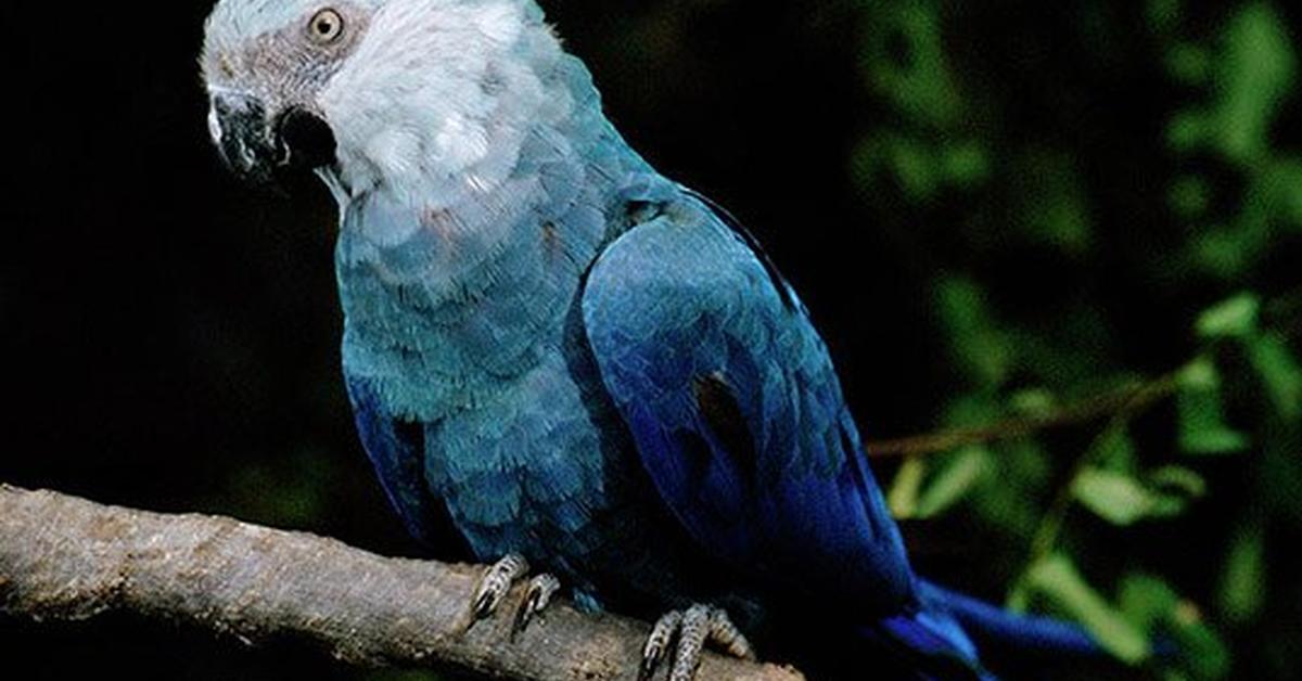 Natural elegance of the Spixs Macaw, scientifically termed Cyanopsitta spixii.