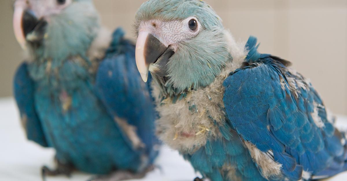 Detailed shot of the Spixs Macaw, or Cyanopsitta spixii, in its natural setting.