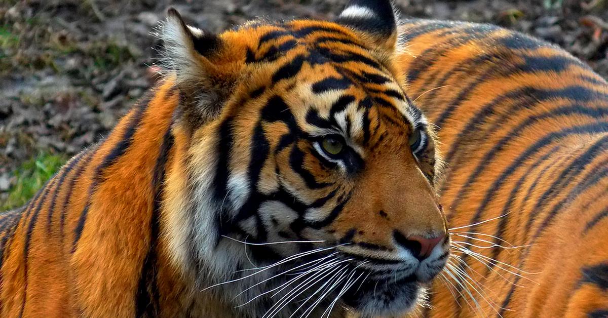 Insightful look at the Sumatran Tiger, known to Indonesians as Harimau Sumatera.