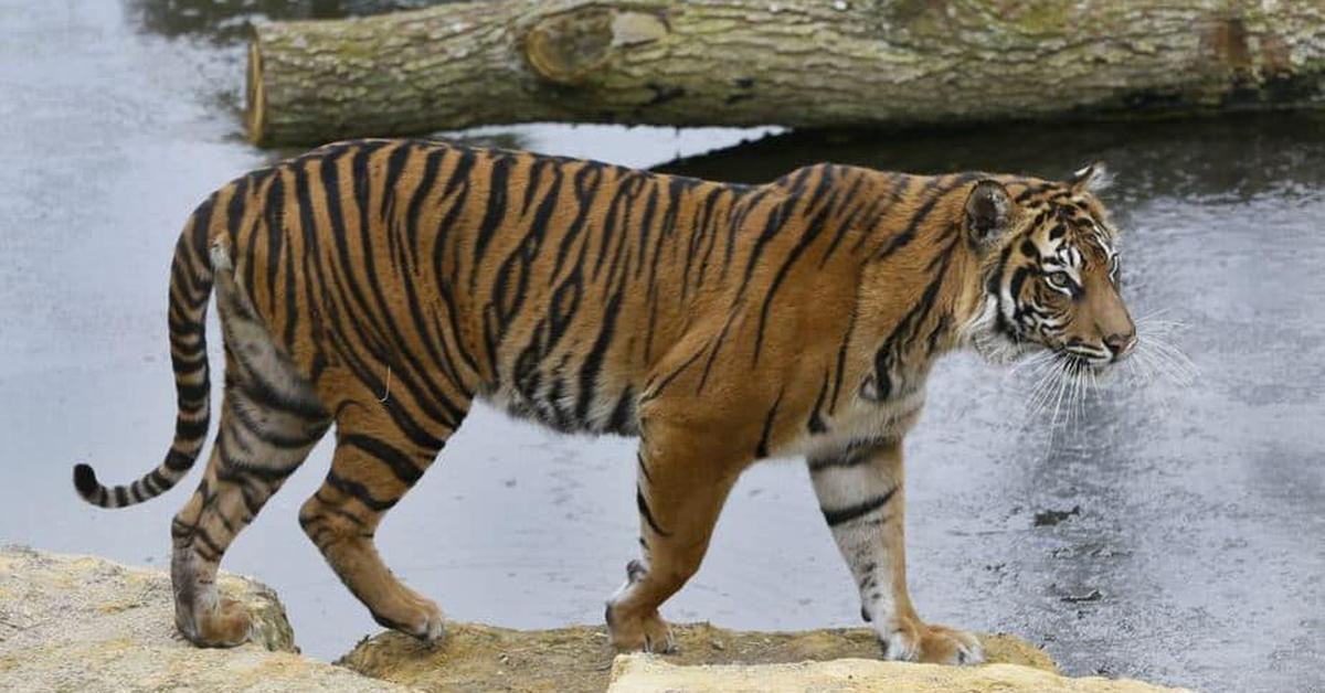 Captivating view of the Sumatran Tiger, known in Bahasa Indonesia as Harimau Sumatera.