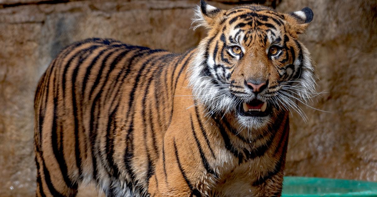 Captured elegance of the Sumatran Tiger, known in Indonesia as Harimau Sumatera.