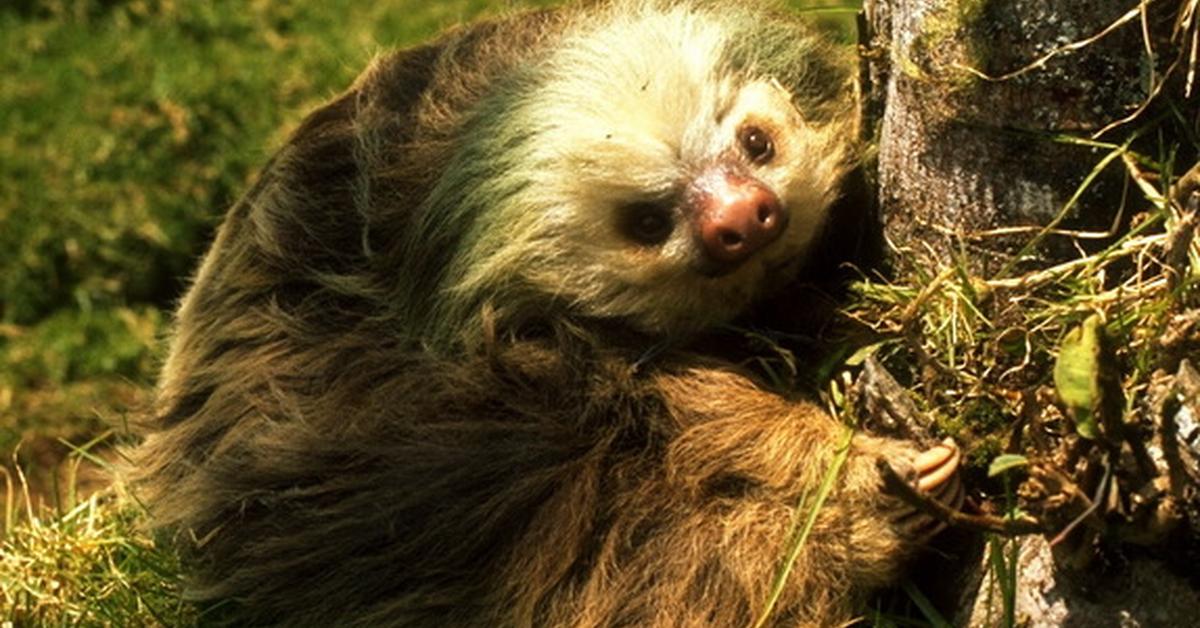 Distinctive Sloth, in Indonesia known as Landak, captured in this image.