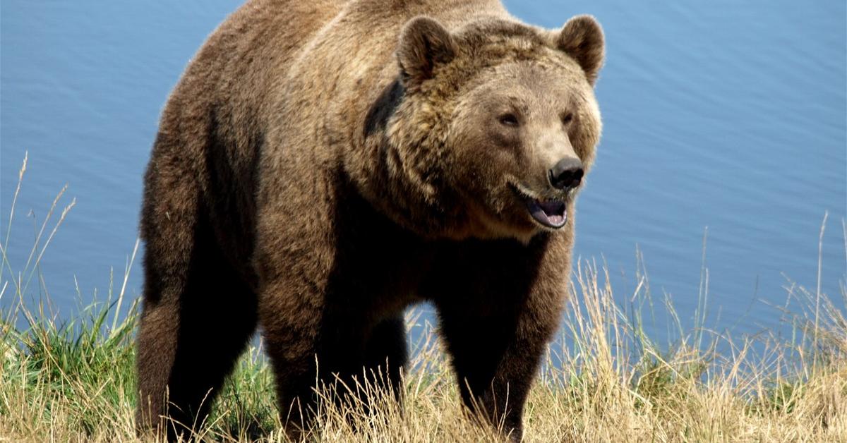 The Spectacled Bear, a species known as Tremarctos Ornatus, in its natural splendor.