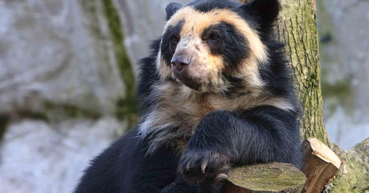 Close-up view of the Spectacled Bear, known as Beruang Berjumbai in Indonesian.