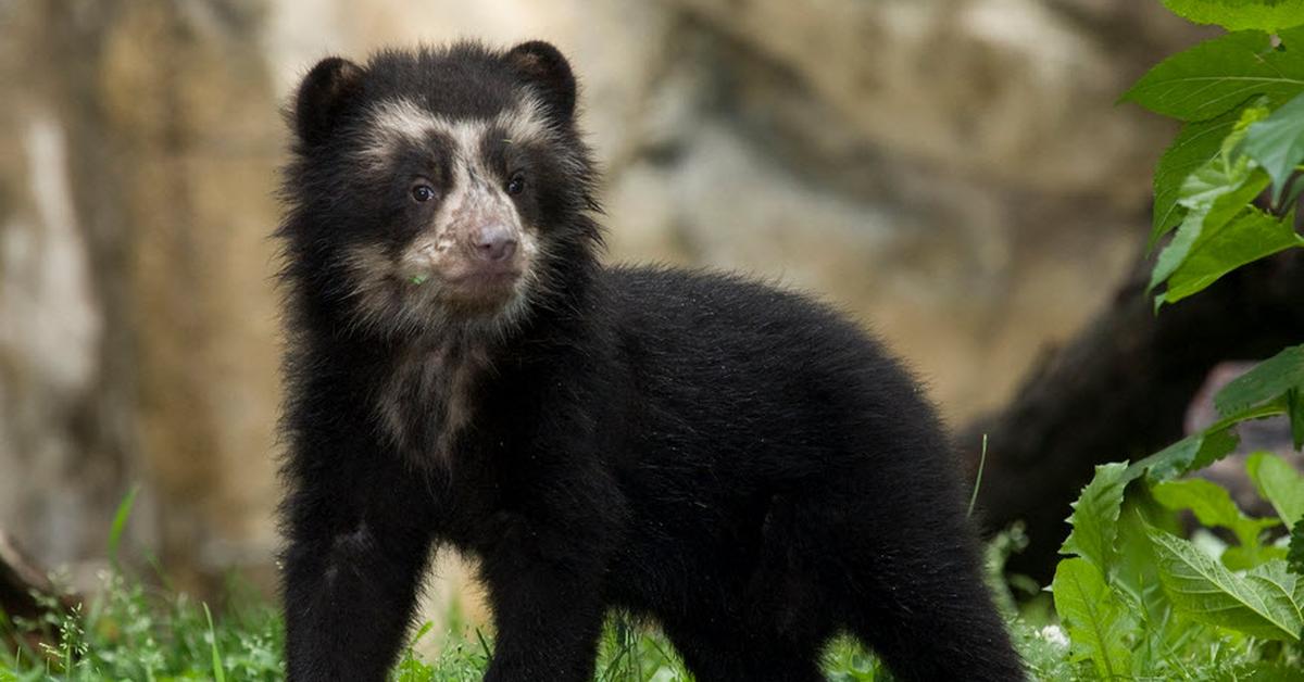 A beautiful representation of the Spectacled Bear, scientifically Tremarctos Ornatus.