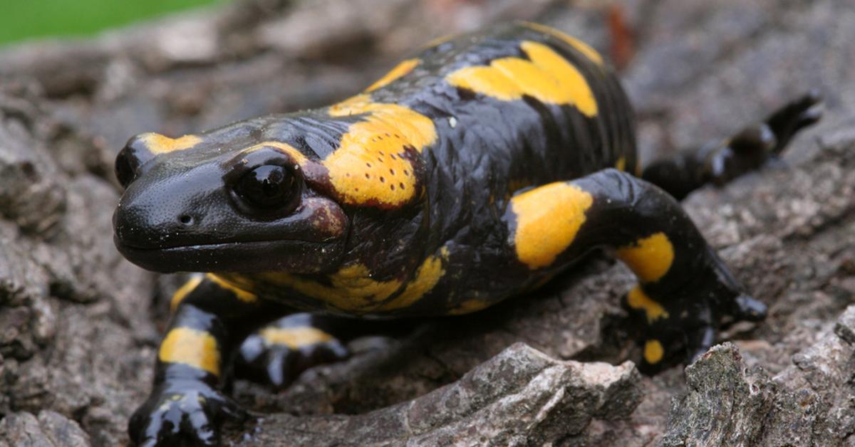 The Salamander, a species known as Caudata, in its natural splendor.