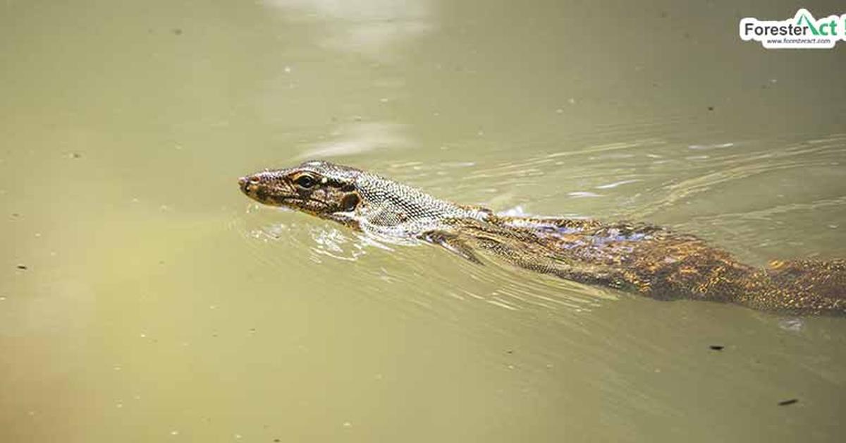 Charming view of the Salamander, in Indonesia referred to as Kadal Air.