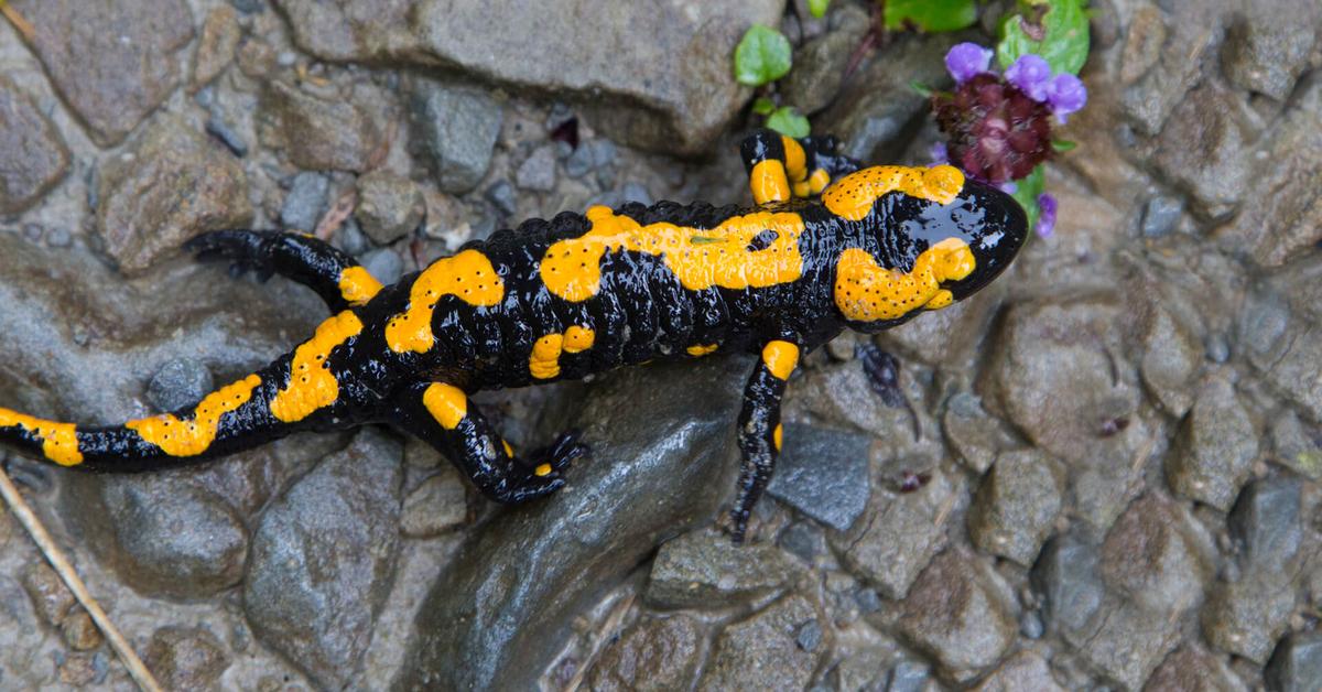 Snapshot of the intriguing Salamander, scientifically named Caudata.