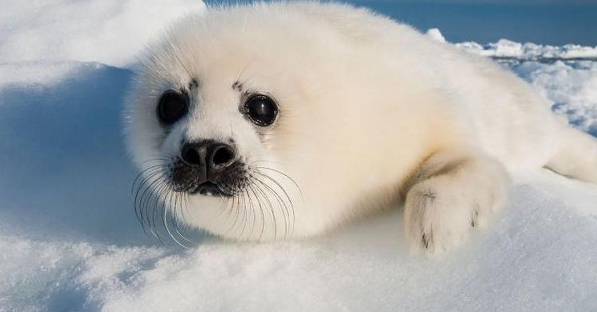 The fascinating Seal, scientifically known as Phoca vitulina.