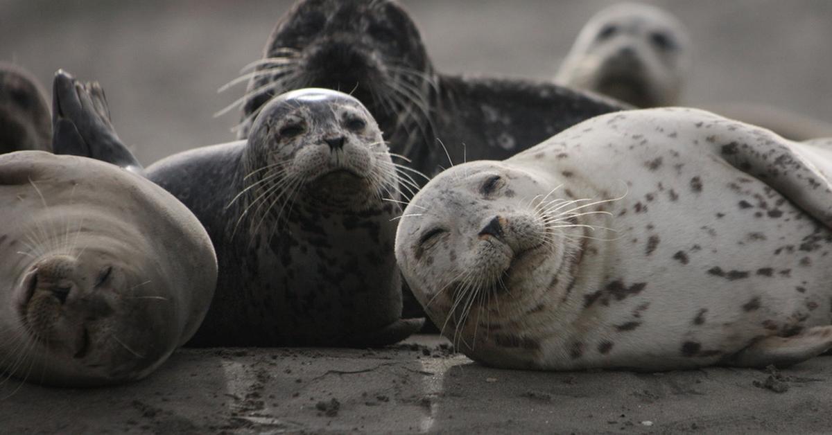 Splendid image of the Seal, with the scientific name Phoca vitulina.