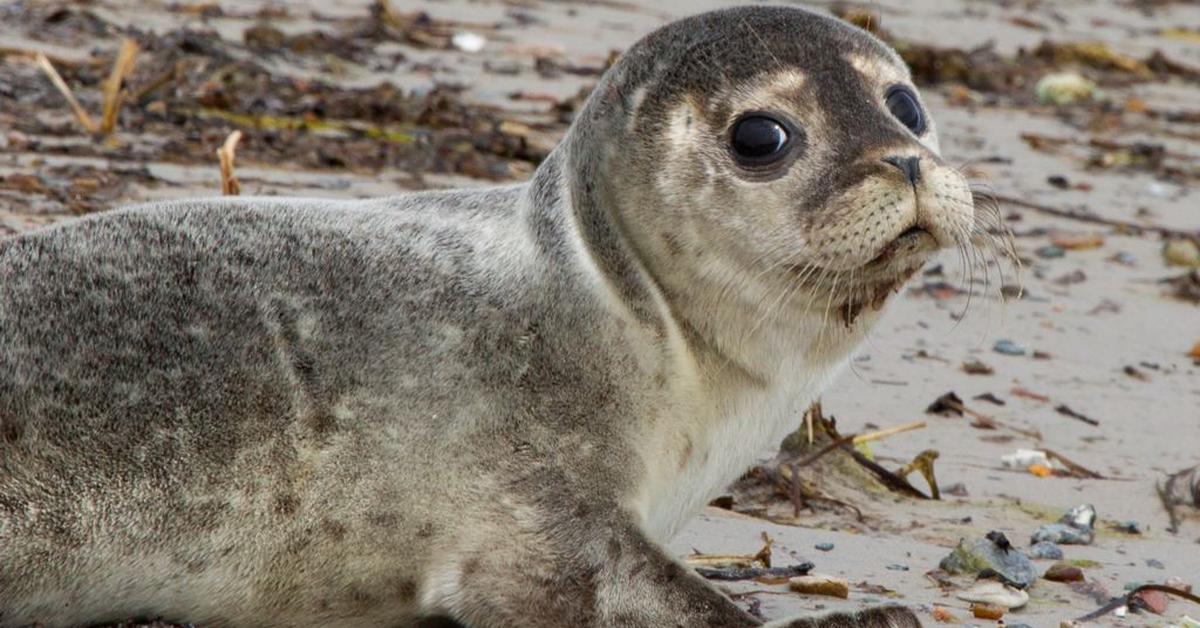 Iconic view of the Seal, or Phoca vitulina, in its habitat.