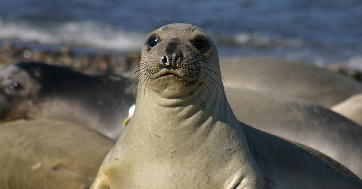 The Seal in its natural beauty, locally called Anjing Laut.