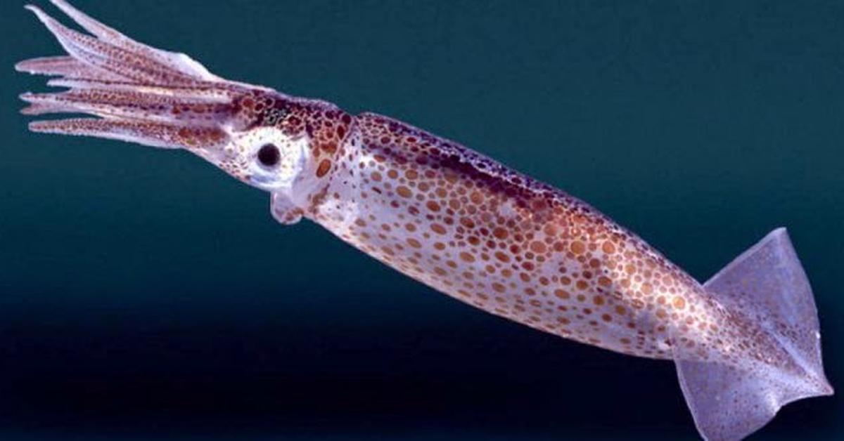 Close-up view of the Squid, known as Cumi-cumi in Indonesian.