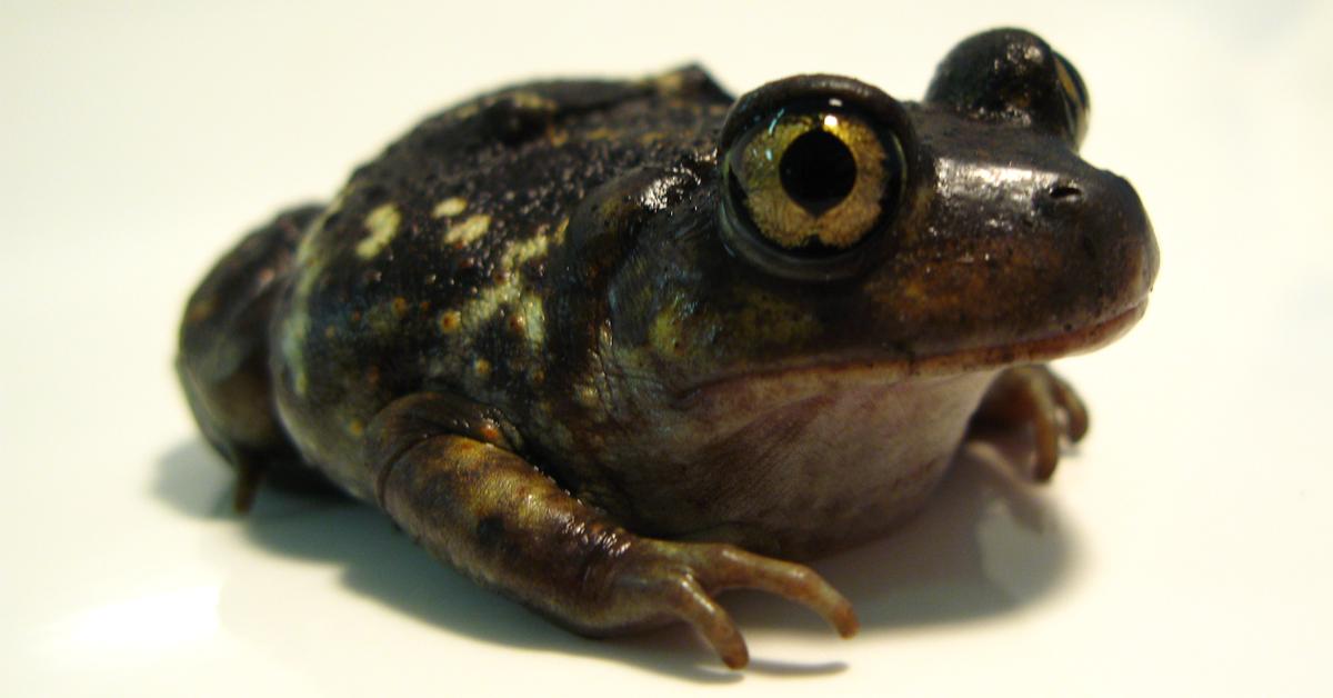 Stunning image of the Spadefoot Toad (Mesobatrachia), a wonder in the animal kingdom.